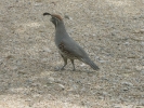 PICTURES/Gambels Quail/t_Quail - Male.JPG